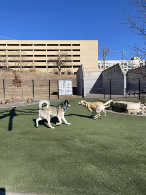 Dog Park at Dewey Park